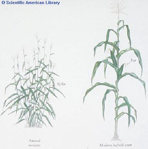 Domestication: Maize vs. teosinte tb in maize.