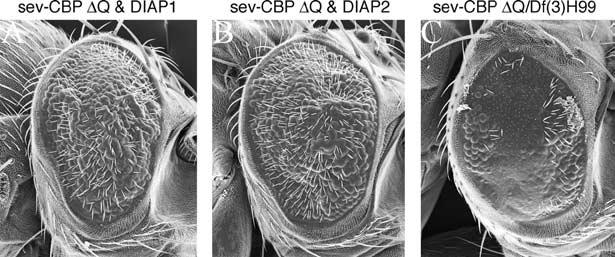 Examples of suppressors of the GMR-CBP DQ rough-eye phenotype are shown in A F, H, and J. both DIAP1 and DIAP2 simultaneously with CBP DBHQ and still observed no modification (data not shown).