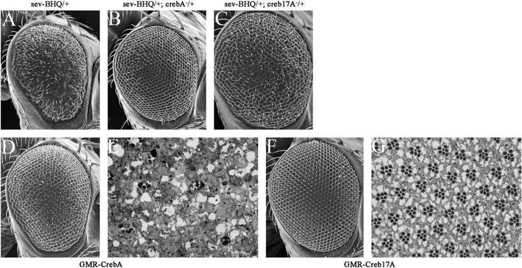 1666 J. Anderson, R. Bhandari and J. P. Kumar Figure 11. Creb participates with CBP to regulate eye development. (A C, D, and F) Scanning electron micrographs of the external surface of adult eyes.