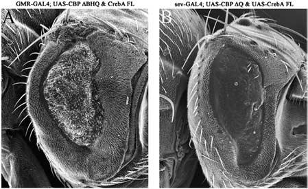 (D and E) Expression of CrebA in photoreceptor cells results in severe retinal degeneration.