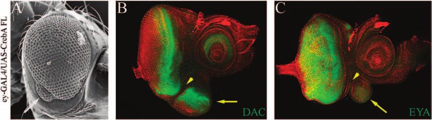 Putative CBP Targets and Binding Partners in the Eye 1667 Figure 13. CREB expression promotes ectopic eye development along the ventral margin of the fly head.
