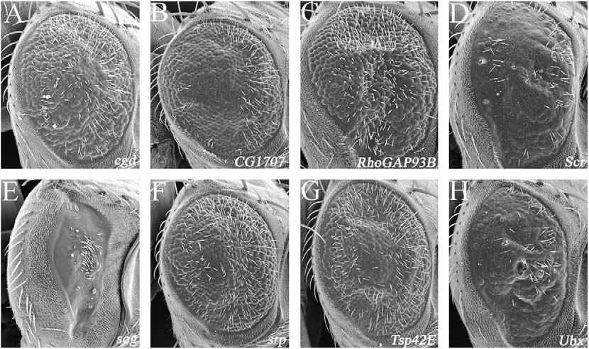 Putative CBP Targets and Binding Partners in the Eye 1663 Figure 7. Modifiers of CBP DQ expression in the developing eye. (A X) Scanning electron micrographs of adult eyes.