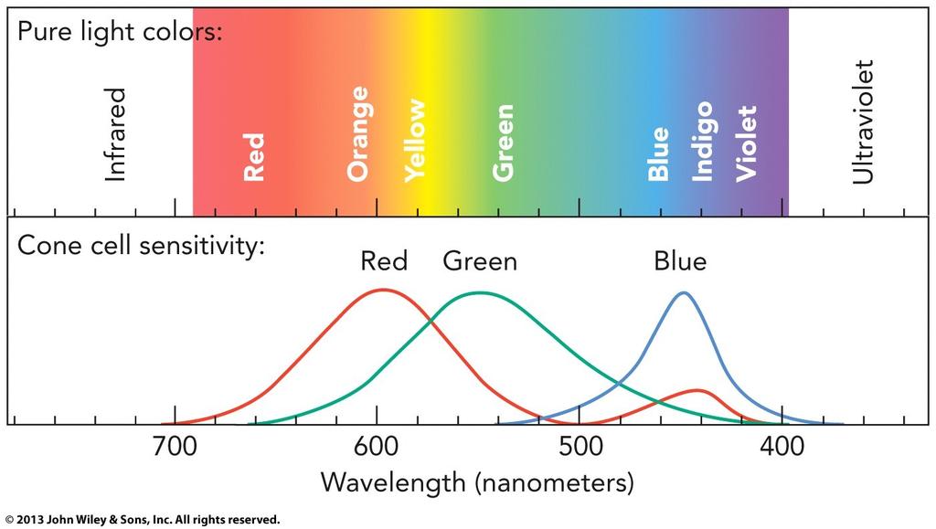 Color Color is an illusion created by the human eye. The retina has cone cells which detect the different colors (wavelengths) of light. Rod cells do no see color.