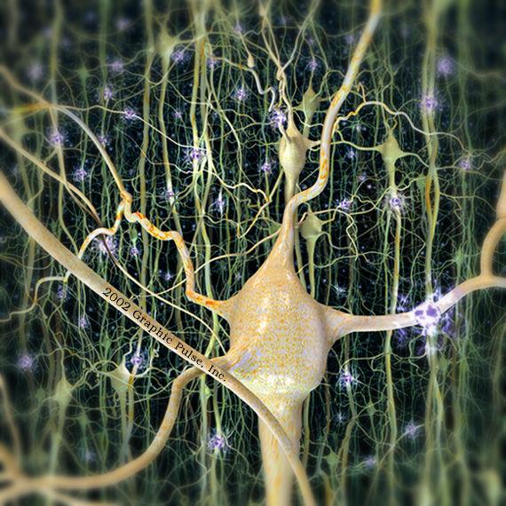 neural system exerts over another (Friston et al.