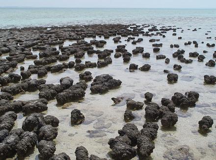 Stromatolites (early fossils - blue-green bacteria)