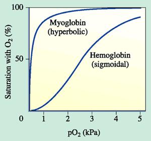 An Example Hemoglobin Hb" Hb(O2)4 Positive Myoglobin Mb MbO2