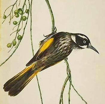 New Holland Honeyeater April 5: Habitat Selection: Territories (cont d) Decision-making by territorial animals Whether to defend territory (or compete in a scramble) A richer, more concentrated