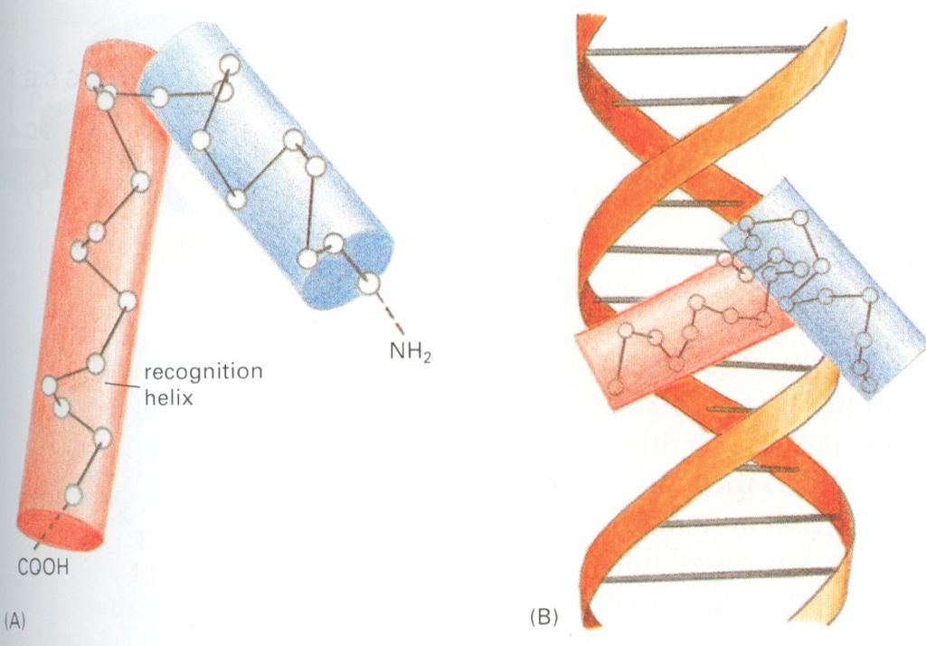 Helix-Turn-Helix DNA