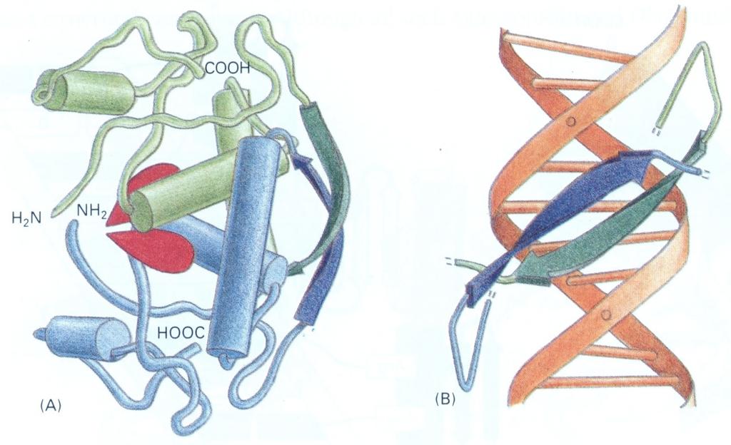 Bacterial Met Repressor a beta-sheet DNA binding domain Negative feedback