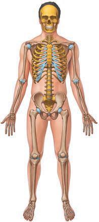 The Musculoskeletal System Skeletal System Provides support, structure, and protection Muscular System Provides