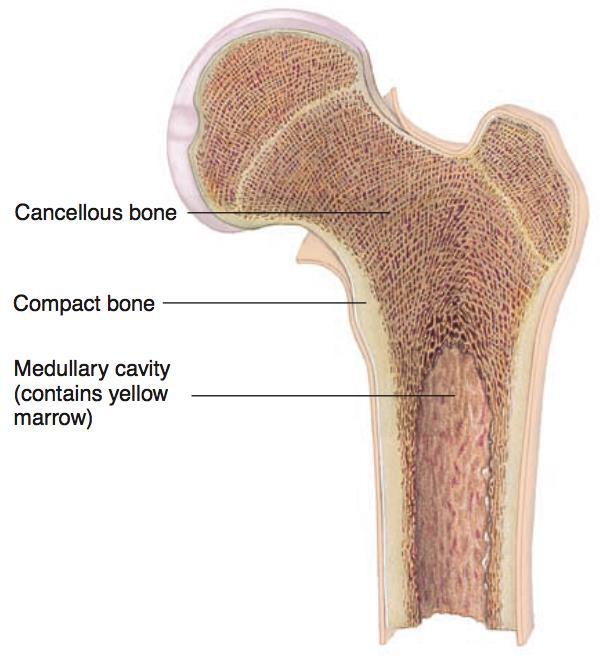 Bones Cortical/Compact bone Hard, dense bone Cancellous/Spongy bone Trabeculae align along lines of