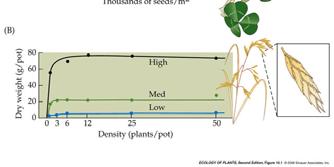 Increasing seedling density does not lead to greater