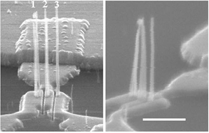 electrical/mechanical issues. Based on the concept developed by Jang et al. ( Nanoelectromechanical switches with vertically aligned carbon nanotubes APL Vol.