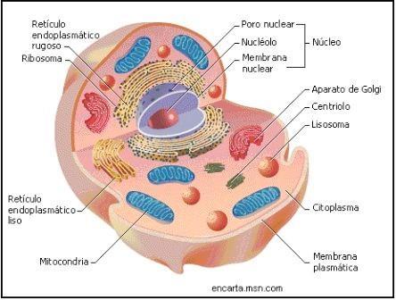 2. Eukaryotic cell: a. Fill the parts of the cell and explain the ones with number 1, 3, 6 and 7.