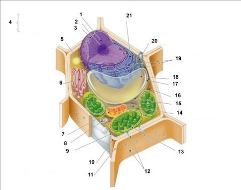 3. Eukaryotic cell: a. Fill the parts of the cell and explain the ones with number 6, 10, 15, and 20.