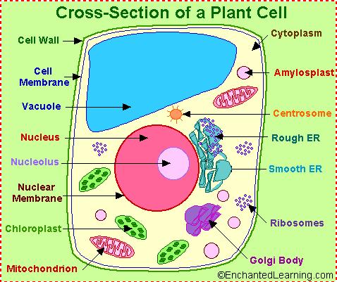 CELL BIOLOGY 1.