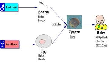 The function of the cell cycle is to successfully make new cells