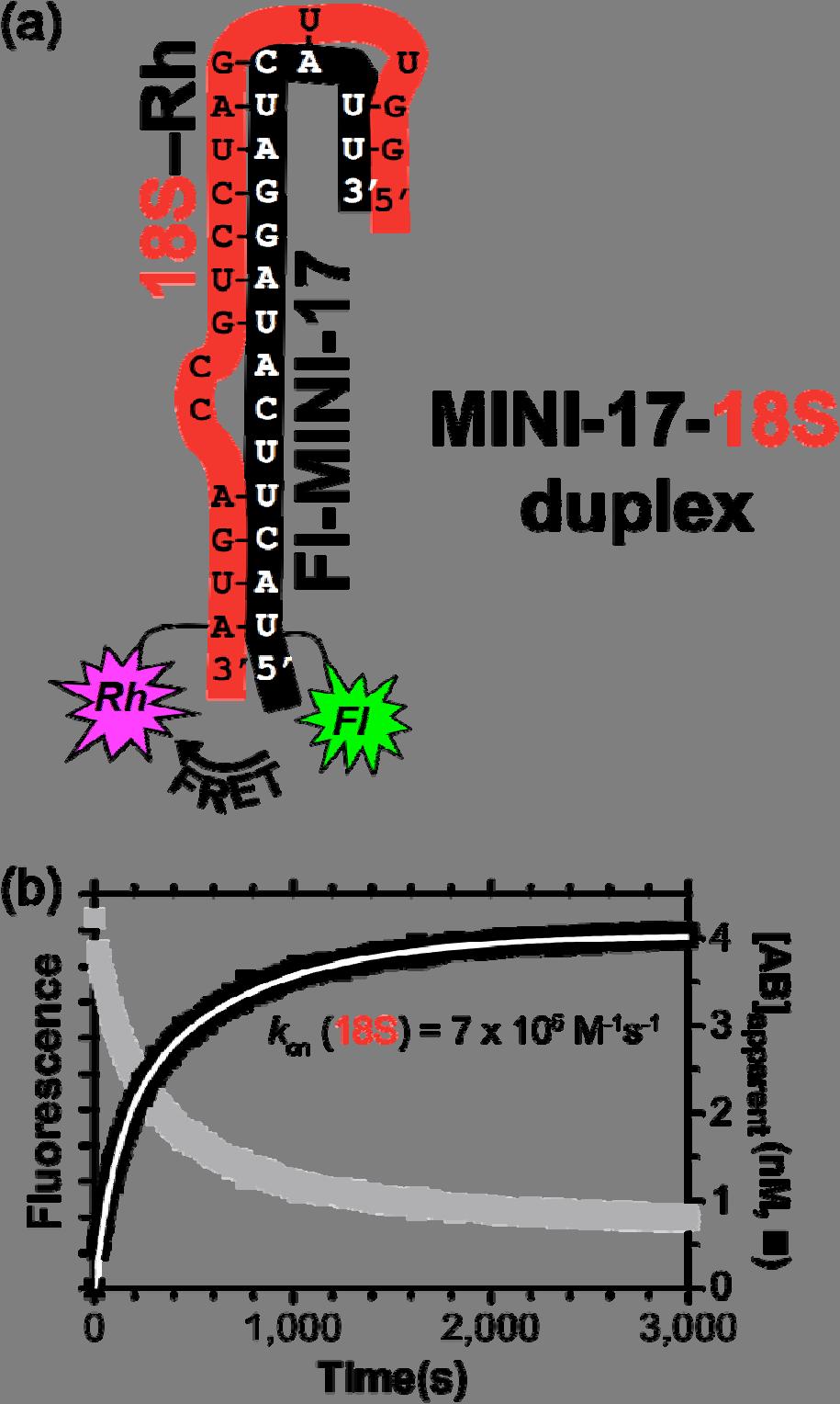 Fig. S4. Hybridization of the MINI-17-18S duplex in the absence of protein.
