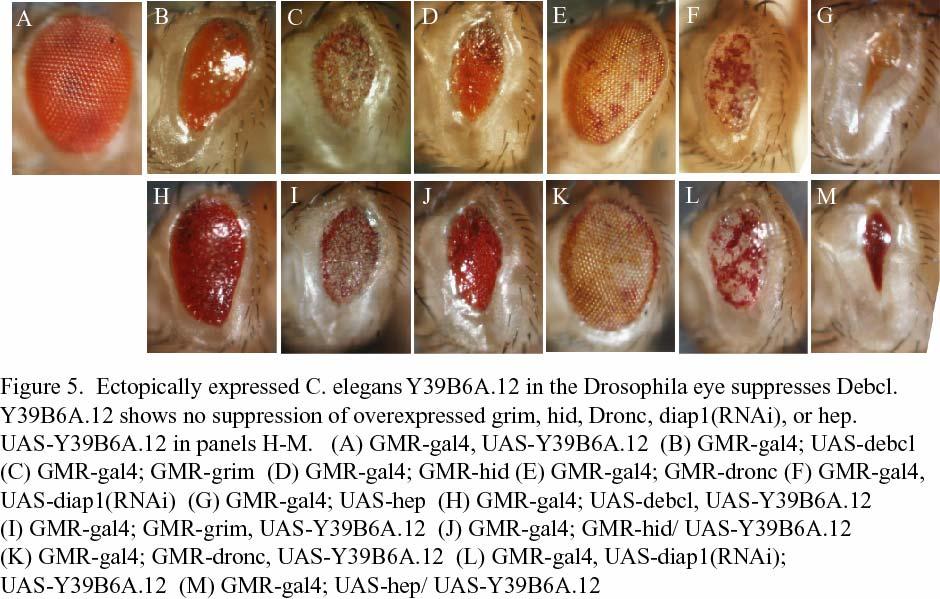 63 sought to test whether Y39B6A.12 could suppress activators of these caspases. GMRgal4, UAS-Y39B6A.12 could not suppress ectopic expression of grim nor hid (Fig. 5).