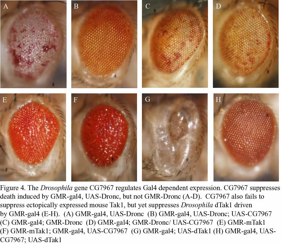 61 activators of apoptosis and cause a small eye phenotype when overexpressed using the GMR enhancer.