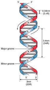 DNA Molecule 8/26/03
