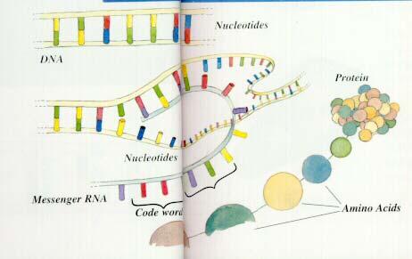 DNA RNA Protein 8/26/03