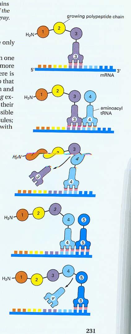 Protein Synthesis: Incorporation of amino acid