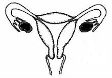 Question 2 (39) (a) The diagram shows the human female reproductive system. (21) (i) In the table write the letter A beside the name of the part labelled A.