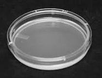 (c) The photograph shows a sterile nutrient agar dish that can be used when investigating the presence of micro-organisms in air and in soil.
