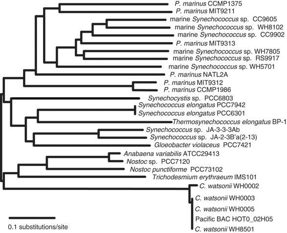 Phylogenetic tree of cyanobacterial DNA polymerase I protein sequences showing genetic diversity among Prochlorococcus and Synechococcus strains compared with gene conservation in Crocosphaera