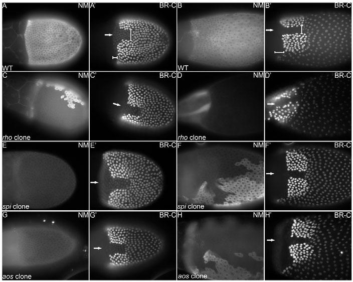 Egfr patterns the Drosophila eggshell RESEARCH ARTICLE 2895 Fig. 1. rho, spi or aos mutant clones do not affect dorsal anterior follicle cell fates.