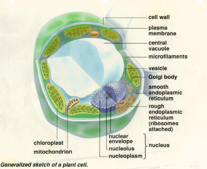 PLANT TISSUE CULTURE PREHISTORY Schleiden 1838 Schwann 1839 Cell Theory Cell basic unit of life Each living cell of a multicellular