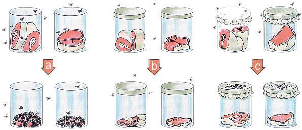 Redi s Hypothesis: Flies produce maggots. Three Separate Experiments: THREE GROUPINGS OF MEAT IN JARS.