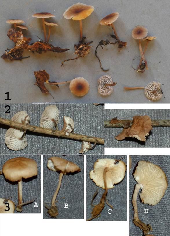 13 Petersen & Hughes New American species of Gymnopus. North American Fungi 9(3): 1-22 Figs. 1-3.