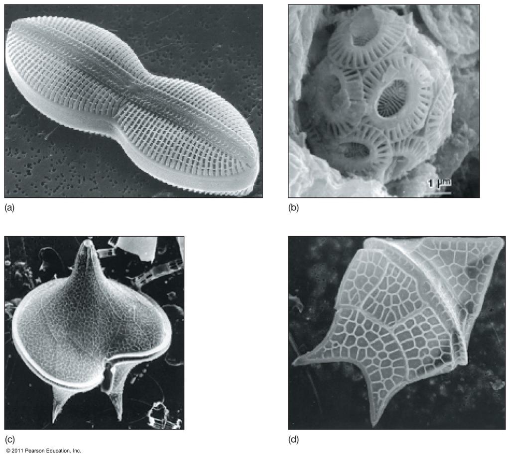 Microscopic Algae: Dinoflagellates Dinoflagellates (Pyrrophyta) are characterized by the presence of flagella (whiplike structures) used for (limited) motion Abundant, but not important geologically