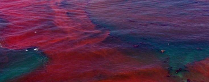 Dinoflagellates and Red Tides Dinoflagellates contain a red pigment that can stain surface waters in red (red tides) This (and any) kind of harmful algal bloom