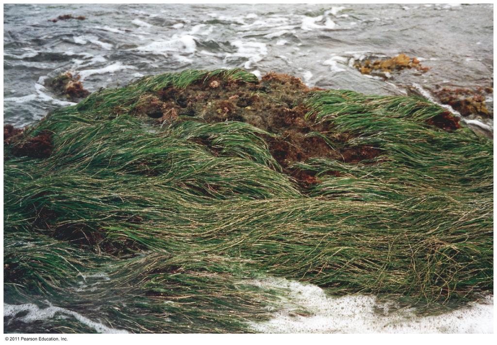Seed-Bearing Plants The only plants found in ocean waters are members of the phylum Anthophita Eelgrass (Zostera) Surf grass