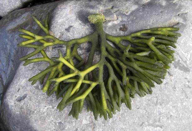 Macroscopic Algae: Green Sea lettuce