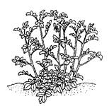 Ad. 12: Plant: foliage structure Stem