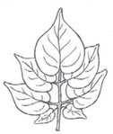 18: Leaf: green colour Observations should be done when