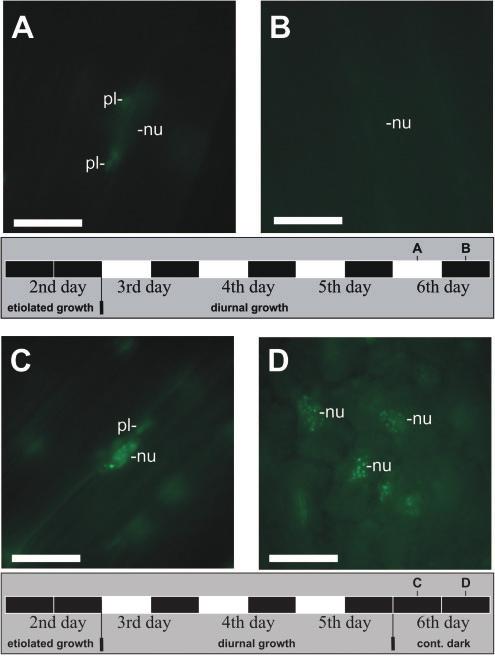 On the third cycle hypocotyl cells near to the hook region were analysed by epifluorescence and bright-field microscopy at middle of day (A, 6 h light, MOD), end of day (B, 11 h light, EOD), middle