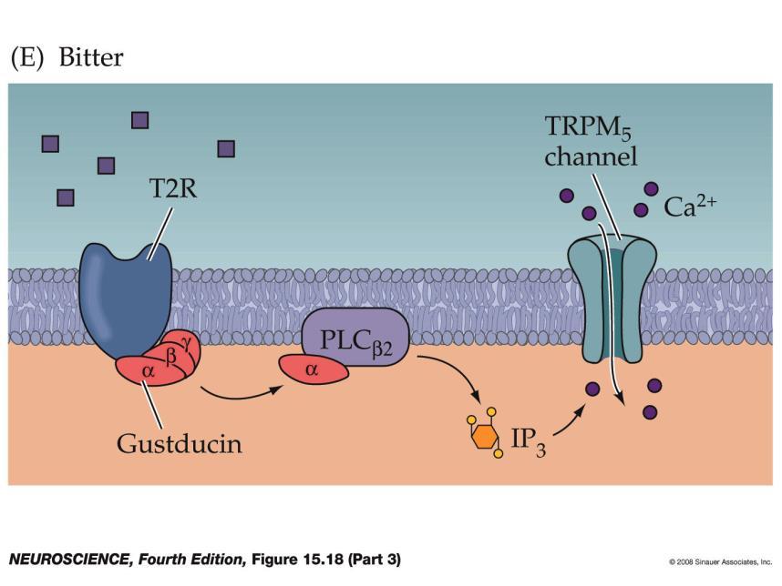 coupled receptors (Part 2) Transduction sweet and umami 