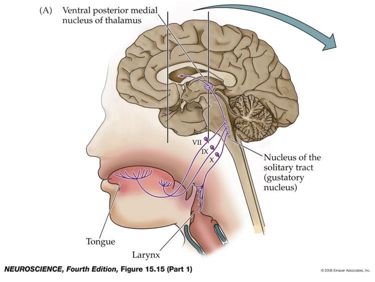 Central taste pathways Three cranial nerves to