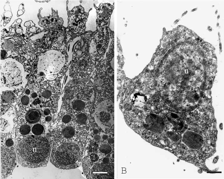 Porifera Calcarea 1105 Fig. 2. A, choanocyte showing a typical basal nucleus in Calcinea (scale 1.7 m). B, choanocyte showing a typical apical nucleus in Calcaronea (scale 0.