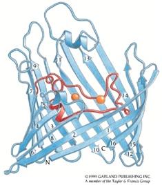 Example all β integral membrane protein: porin Example membrane-anchored by amphipathic helices: cyclo-oxygenase 16 β-strands form an