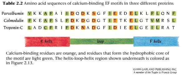 The Ca-binding motif