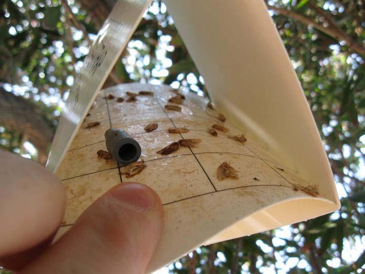 (This trap shows twenty plus LBAM male moths, typical in the core area the second year.) And as of June 17 th, 2009 a total of 5,143 LBAM have been trapped.