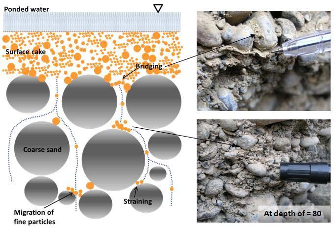 Translocation of FSS to subsurface soils Depends on soil texture, structure and pore size Physical clogging was
