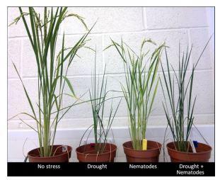 Background Plant responses to abiotic and