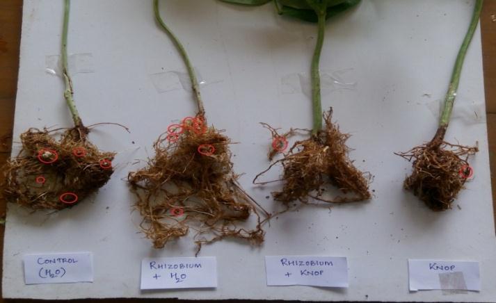 However, plants grown with nutrient solution alone, showed proportionately healthy growth with small sized, round, white nodules of higher frequency (Fig 1.1).